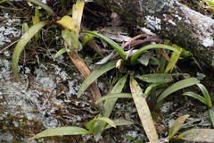 Maxillaria