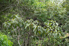 Calycophyllum