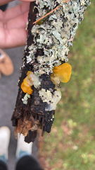 Tremella