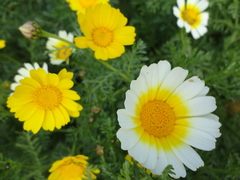 Asteraceae