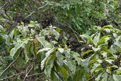 Calycophyllum