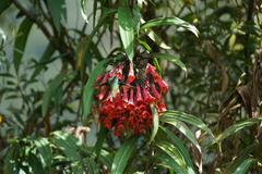 Coeligena bonapartei