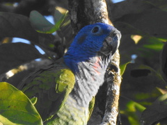 Pionus menstruus