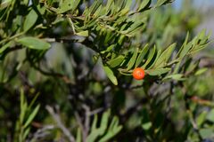 Osyris lanceolata