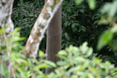 Calycophyllum