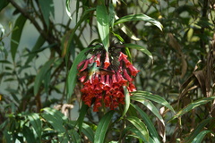 Coeligena bonapartei