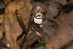 Didymoplexis micradenia