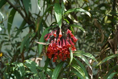 Coeligena bonapartei