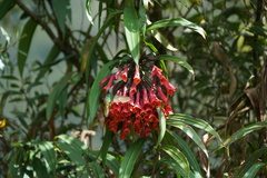 Coeligena bonapartei