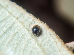 Pseudoscymnus ohtsukai