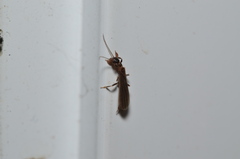 Aposthonia ceylonica