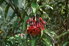 Coeligena bonapartei