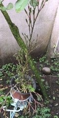 Hatiora salicornoides
