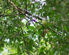 Myiarchus tyrannulus