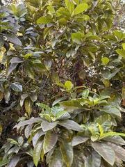 Ficus aurea