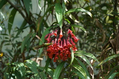 Coeligena bonapartei