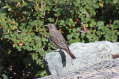 Turdus ruficollis