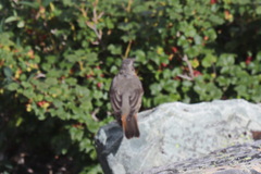 Turdus ruficollis