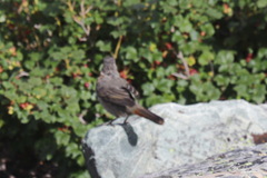 Turdus ruficollis