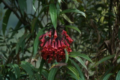 Coeligena bonapartei