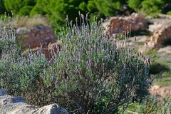 Lavandula dentata