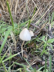 Conocybe apala