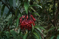 Coeligena bonapartei