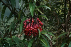 Coeligena bonapartei