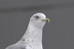 Larus argentatus