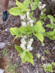 Tricalysia junodii