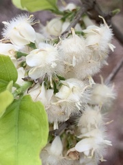 Tricalysia junodii