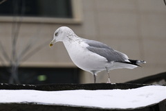 Larus argentatus