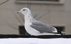 Larus argentatus