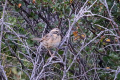 Prunella atrogularis