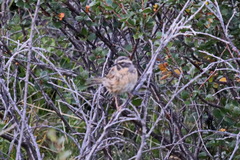 Prunella atrogularis