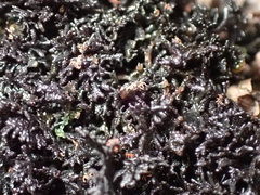 Halotydeus hydrodromus