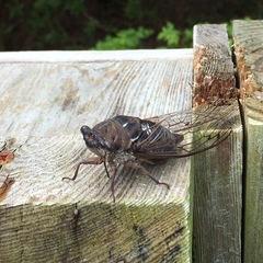 Megatibicen resonans