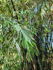 Bambusa oldhamii