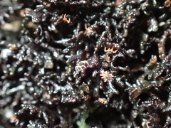 Halotydeus hydrodromus