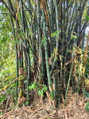Bambusa oldhamii