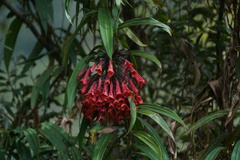 Coeligena bonapartei