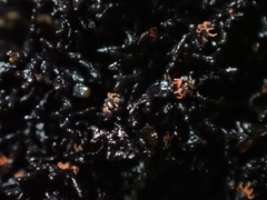 Halotydeus hydrodromus