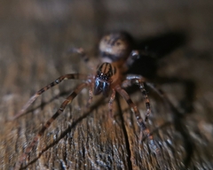 Amaurobiidae