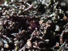 Halotydeus hydrodromus