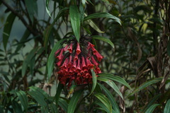 Coeligena bonapartei