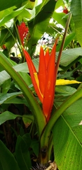 Musa coccinea