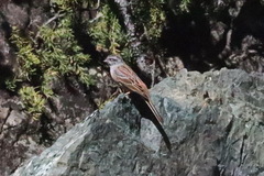 Emberiza godlewskii