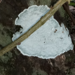 Cryptothecia striata