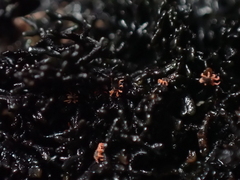 Halotydeus hydrodromus