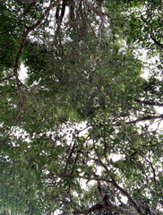 Libidibia sclerocarpa